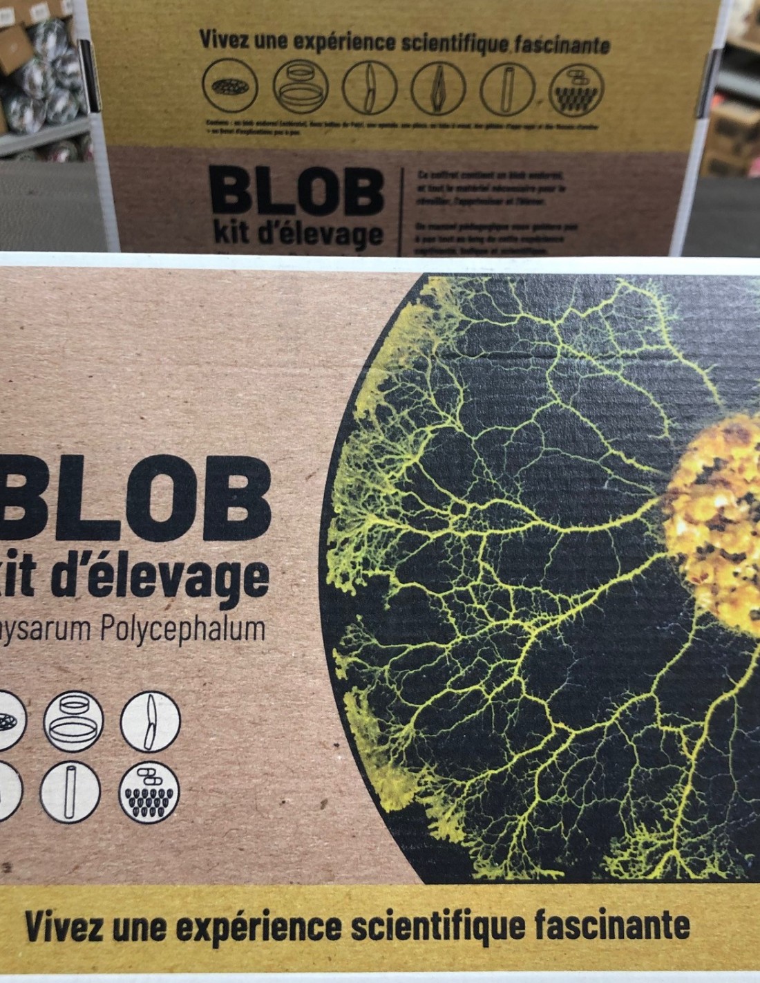 Kit de culture Blob - Découverte