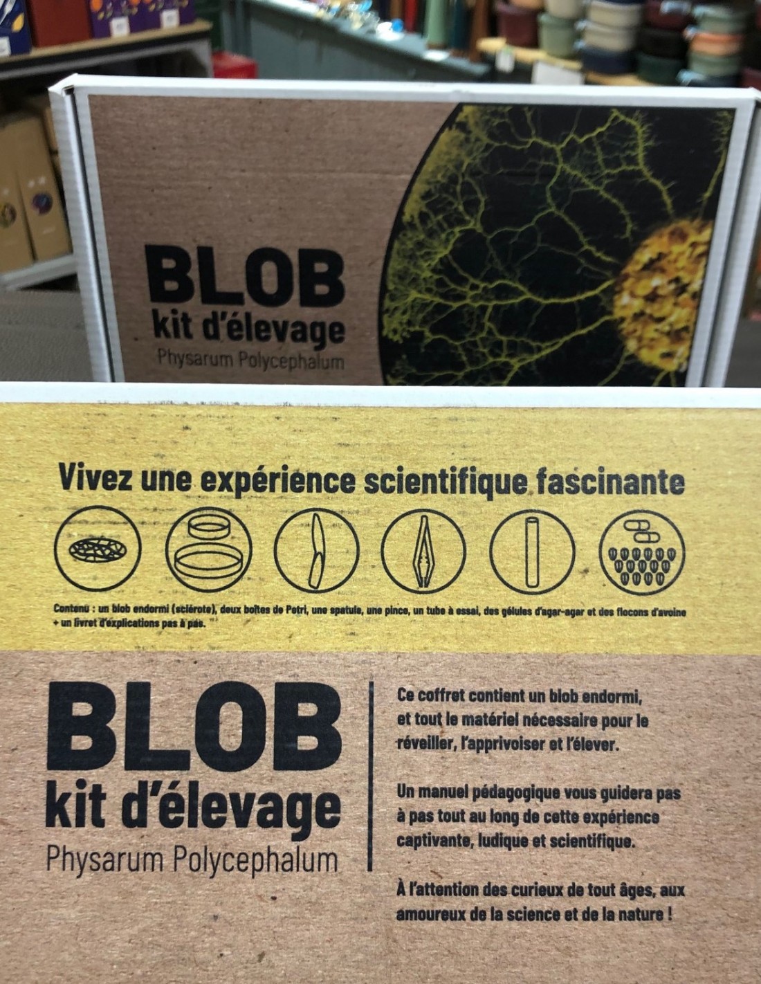 Blob Kit Vivant de Culture, 3 Blobs (Jaune et Orange) + Labyrinthe et  colorants d'expérimentation + Guide Complet, Élevage Français Premium